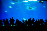monterey_bay_aquarium